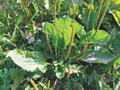 Herbal Remedies for 3 Summer Health Concerns Image